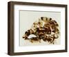 Tortoise Shell-Sydney Edmunds-Framed Premium Giclee Print