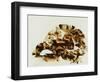 Tortoise Shell-Sydney Edmunds-Framed Premium Giclee Print