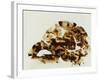 Tortoise Shell-Sydney Edmunds-Framed Giclee Print