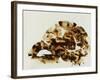 Tortoise Shell-Sydney Edmunds-Framed Giclee Print