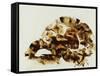 Tortoise Shell-Sydney Edmunds-Framed Stretched Canvas