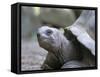 Tortoise, South Coast, Curieuse Island, Seychelles, Indian Ocean, Africa-Bruno Barbier-Framed Stretched Canvas