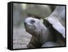 Tortoise, South Coast, Curieuse Island, Seychelles, Indian Ocean, Africa-Bruno Barbier-Framed Stretched Canvas