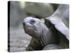 Tortoise, South Coast, Curieuse Island, Seychelles, Indian Ocean, Africa-Bruno Barbier-Stretched Canvas