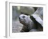 Tortoise, South Coast, Curieuse Island, Seychelles, Indian Ocean, Africa-Bruno Barbier-Framed Photographic Print