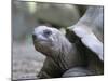 Tortoise, South Coast, Curieuse Island, Seychelles, Indian Ocean, Africa-Bruno Barbier-Mounted Photographic Print