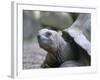 Tortoise, South Coast, Curieuse Island, Seychelles, Indian Ocean, Africa-Bruno Barbier-Framed Photographic Print