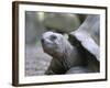 Tortoise, South Coast, Curieuse Island, Seychelles, Indian Ocean, Africa-Bruno Barbier-Framed Photographic Print