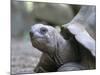 Tortoise, South Coast, Curieuse Island, Seychelles, Indian Ocean, Africa-Bruno Barbier-Mounted Photographic Print