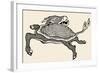 Tortoise with Stag's Head-null-Framed Giclee Print