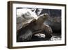 Tortoise-Robert Michaud-Framed Giclee Print