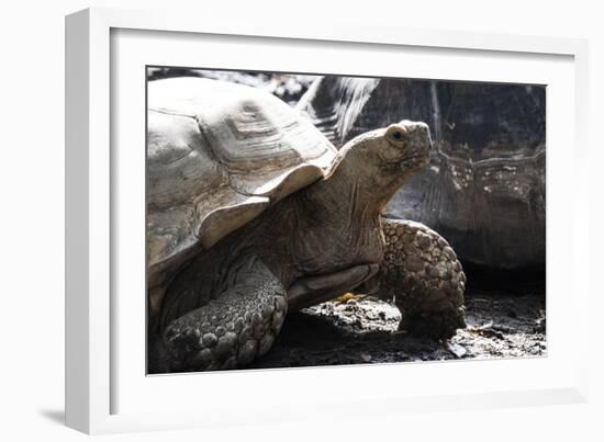 Tortoise-Robert Michaud-Framed Giclee Print