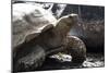 Tortoise-Robert Michaud-Mounted Giclee Print