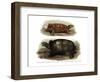 Tortoise-null-Framed Premium Giclee Print