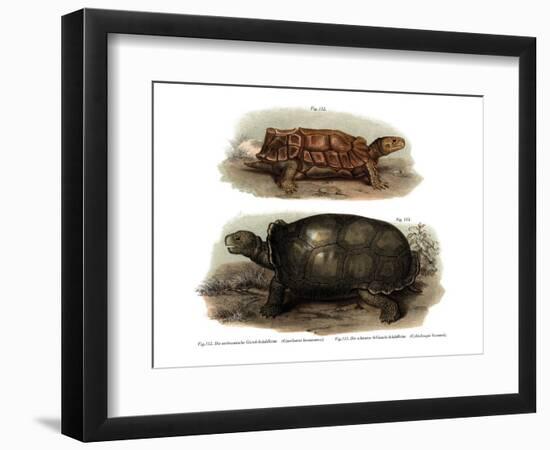 Tortoise-null-Framed Premium Giclee Print