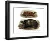 Tortoise-null-Framed Premium Giclee Print