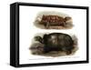Tortoise-null-Framed Stretched Canvas