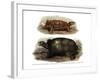 Tortoise-null-Framed Giclee Print