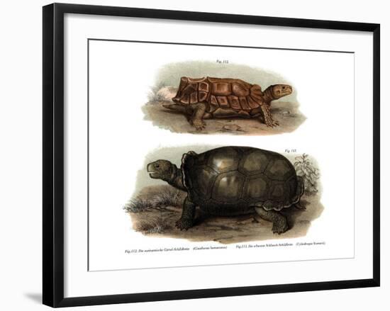 Tortoise-null-Framed Giclee Print