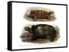 Tortoise-null-Framed Stretched Canvas