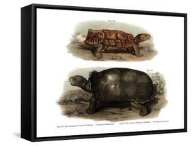 Tortoise-null-Framed Stretched Canvas