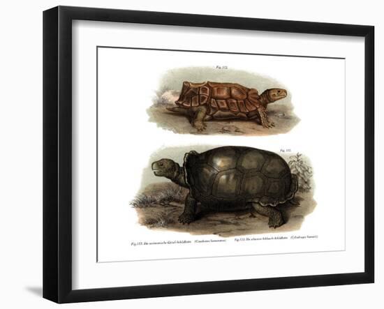 Tortoise-null-Framed Giclee Print