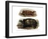 Tortoise-null-Framed Giclee Print