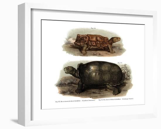 Tortoise-null-Framed Giclee Print