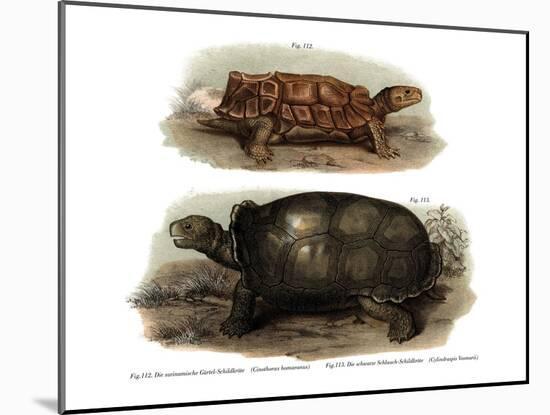 Tortoise-null-Mounted Giclee Print