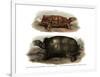 Tortoise-null-Framed Giclee Print