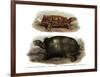 Tortoise-null-Framed Giclee Print