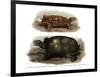 Tortoise-null-Framed Giclee Print