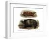 Tortoise-null-Framed Giclee Print