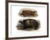 Tortoise-null-Framed Giclee Print