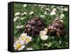 Tortoises in the Flower Beds-null-Framed Stretched Canvas