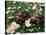 Tortoises in the Flower Beds-null-Stretched Canvas