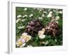 Tortoises in the Flower Beds-null-Framed Photographic Print