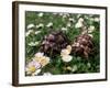 Tortoises in the Flower Beds-null-Framed Photographic Print