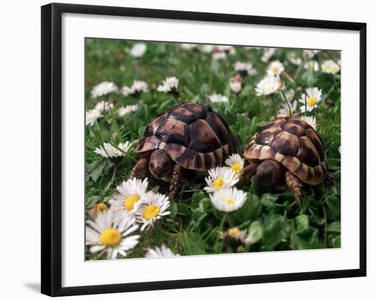 Tortoises in the Flower Beds-null-Framed Photographic Print