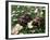 Tortoises in the Flower Beds-null-Framed Photographic Print