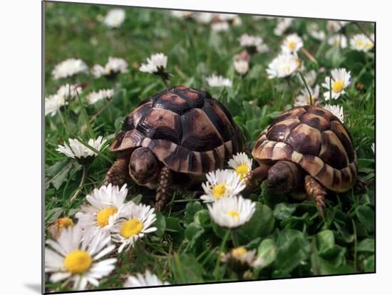 Tortoises in the Flower Beds-null-Mounted Photographic Print