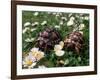 Tortoises in the Flower Beds-null-Framed Photographic Print