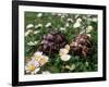 Tortoises in the Flower Beds-null-Framed Photographic Print