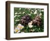 Tortoises in the Flower Beds-null-Framed Photographic Print