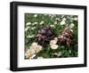 Tortoises in the Flower Beds-null-Framed Photographic Print