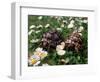 Tortoises in the Flower Beds-null-Framed Photographic Print