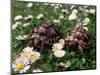 Tortoises in the Flower Beds-null-Mounted Photographic Print