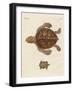 Tortoises-null-Framed Giclee Print