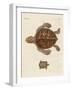 Tortoises-null-Framed Giclee Print