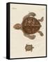 Tortoises-null-Framed Stretched Canvas